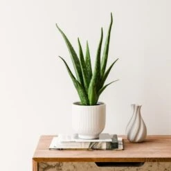 Aloe Vera House Plant In Ribbed Ceramic Pot -Home Decoration 30963676