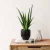 Aloe Vera House Plant In Ribbed Ceramic Pot -Home Decoration 30963678