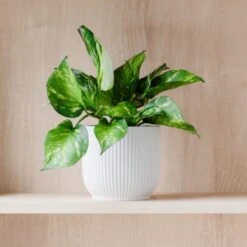 Marble Queen Pothos House Plant In Elho Pot 22 Marble Queen Pothos House Plant In Elho Pot -Home Decoration 30963704