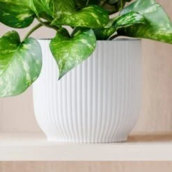 Marble Queen Pothos House Plant In Elho Pot 24 Marble Queen Pothos House Plant In Elho Pot -Home Decoration 30963704 alt02