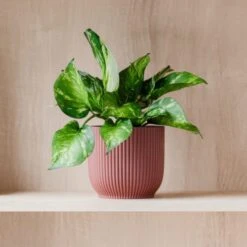 Marble Queen Pothos House Plant In Elho Pot 30 Marble Queen Pothos House Plant In Elho Pot -Home Decoration 30963706