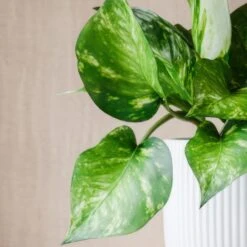 Marble Queen Pothos House Plant In Elho Pot 31 Marble Queen Pothos House Plant In Elho Pot -Home Decoration 30963706 alt01