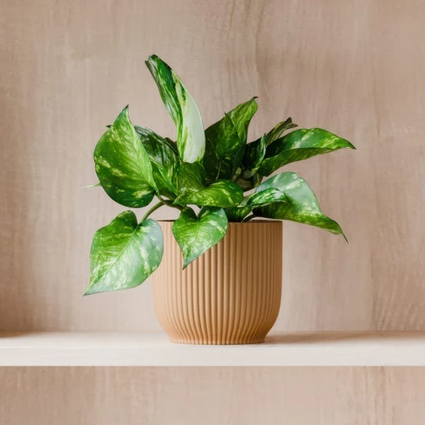 Marble Queen Pothos House Plant In Elho Pot 3 Marble Queen Pothos House Plant In Elho Pot