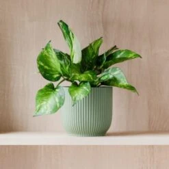 Marble Queen Pothos House Plant In Elho Pot 26 Marble Queen Pothos House Plant In Elho Pot -Home Decoration 30963708