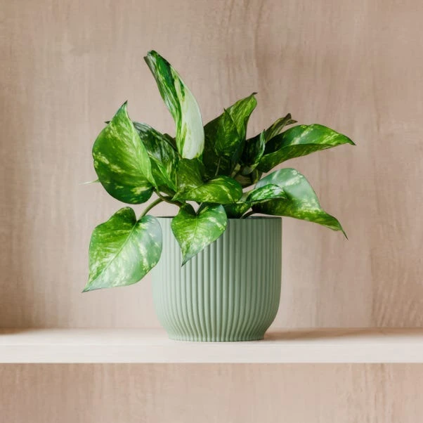 Marble Queen Pothos House Plant In Elho Pot 11 Marble Queen Pothos House Plant In Elho Pot - Image 9