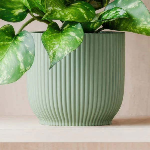 Marble Queen Pothos House Plant In Elho Pot 13 Marble Queen Pothos House Plant In Elho Pot - Image 11