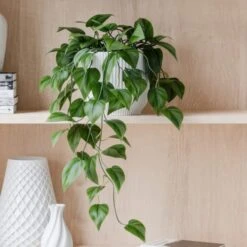 Trailing Philodendron Scandens House Plant In Elho Pot -Home Decoration 30963726