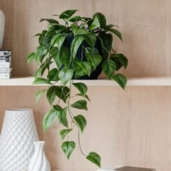 Trailing Philodendron Scandens House Plant In Elho Pot -Home Decoration 30963727