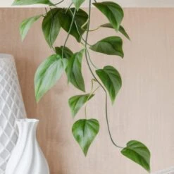 Trailing Philodendron Scandens House Plant In Elho Pot -Home Decoration 30963727 alt01