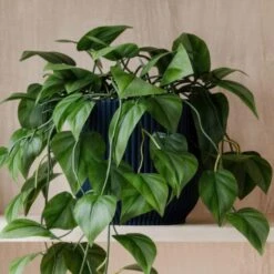 Trailing Philodendron Scandens House Plant In Elho Pot -Home Decoration 30963727 alt02