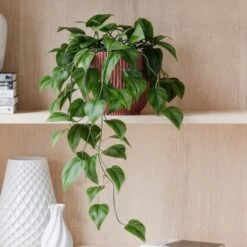 Trailing Philodendron Scandens House Plant In Elho Pot -Home Decoration 30963728