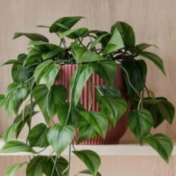 Trailing Philodendron Scandens House Plant In Elho Pot -Home Decoration 30963728 alt02