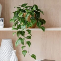 Trailing Philodendron Scandens House Plant In Elho Pot -Home Decoration 30963729