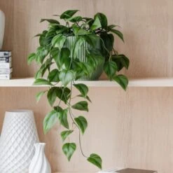 Trailing Philodendron Scandens House Plant In Elho Pot