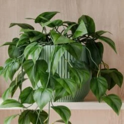 Trailing Philodendron Scandens House Plant In Elho Pot -Home Decoration 30963730 alt02