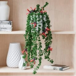 Trailing Aeschynanthus Rasta House Plant In Elho Pot 38 Trailing Aeschynanthus Rasta House Plant In Elho Pot -Home Decoration 30963731