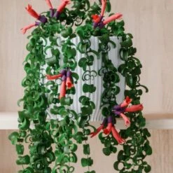 Trailing Aeschynanthus Rasta House Plant In Elho Pot 40 Trailing Aeschynanthus Rasta House Plant In Elho Pot -Home Decoration 30963731 alt02