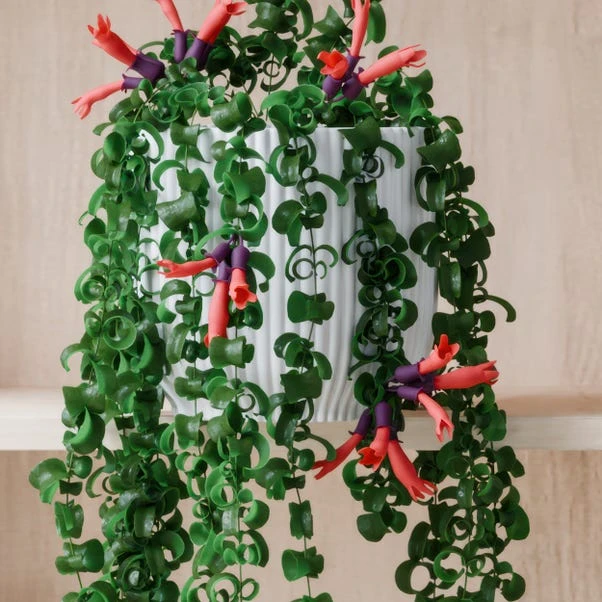 Trailing Aeschynanthus Rasta House Plant In Elho Pot 21 Trailing Aeschynanthus Rasta House Plant In Elho Pot - Image 19