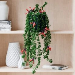 Trailing Aeschynanthus Rasta House Plant In Elho Pot 34 Trailing Aeschynanthus Rasta House Plant In Elho Pot -Home Decoration 30963732