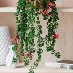 Trailing Aeschynanthus Rasta House Plant In Elho Pot 35 Trailing Aeschynanthus Rasta House Plant In Elho Pot -Home Decoration 30963732 alt01