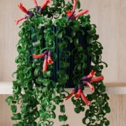 Trailing Aeschynanthus Rasta House Plant In Elho Pot 36 Trailing Aeschynanthus Rasta House Plant In Elho Pot -Home Decoration 30963732 alt02