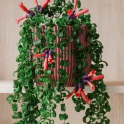 Trailing Aeschynanthus Rasta House Plant In Elho Pot 32 Trailing Aeschynanthus Rasta House Plant In Elho Pot -Home Decoration 30963733 alt02