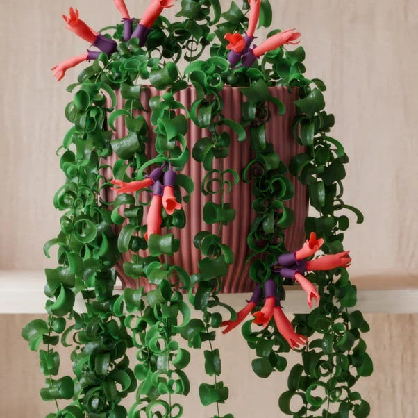 Trailing Aeschynanthus Rasta House Plant In Elho Pot 13 Trailing Aeschynanthus Rasta House Plant In Elho Pot - Image 11