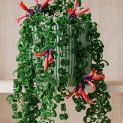 Trailing Aeschynanthus Rasta House Plant In Elho Pot 24 Trailing Aeschynanthus Rasta House Plant In Elho Pot -Home Decoration 30963735 alt02