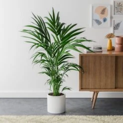 Kentia Palm House Plant In Capri Pot -Home Decoration 30963853