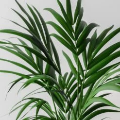 Kentia Palm House Plant In Capri Pot -Home Decoration 30963853 alt01