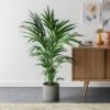 Kentia Palm House Plant In Capri Pot -Home Decoration 30963854