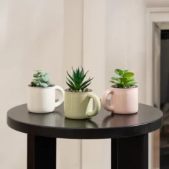 Set Of 3 Artificial Succulents In Mugs