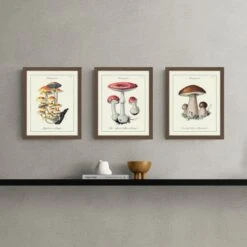 Set Of 3 Champignons Framed Prints