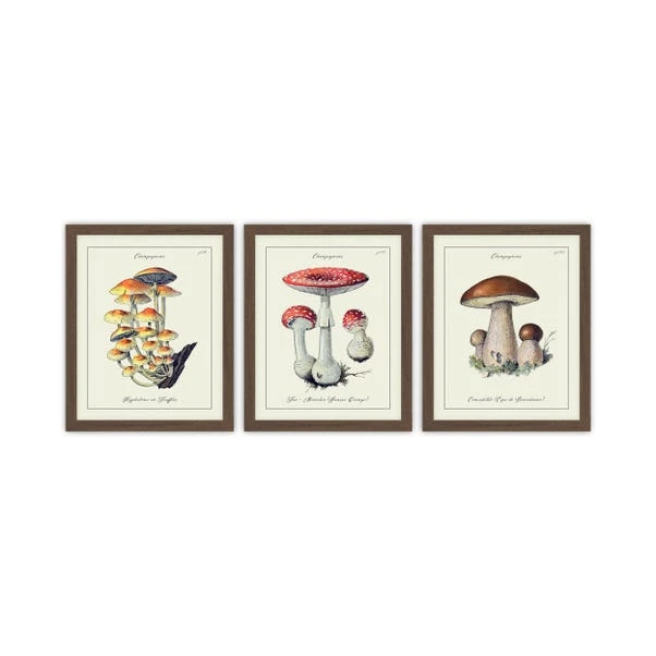 Set Of 3 Champignons Framed Prints 4 Set Of 3 Champignons Framed Prints - Image 2